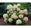 Гортензия Литтл Лайм  (Little Lime) С 2, 1 год